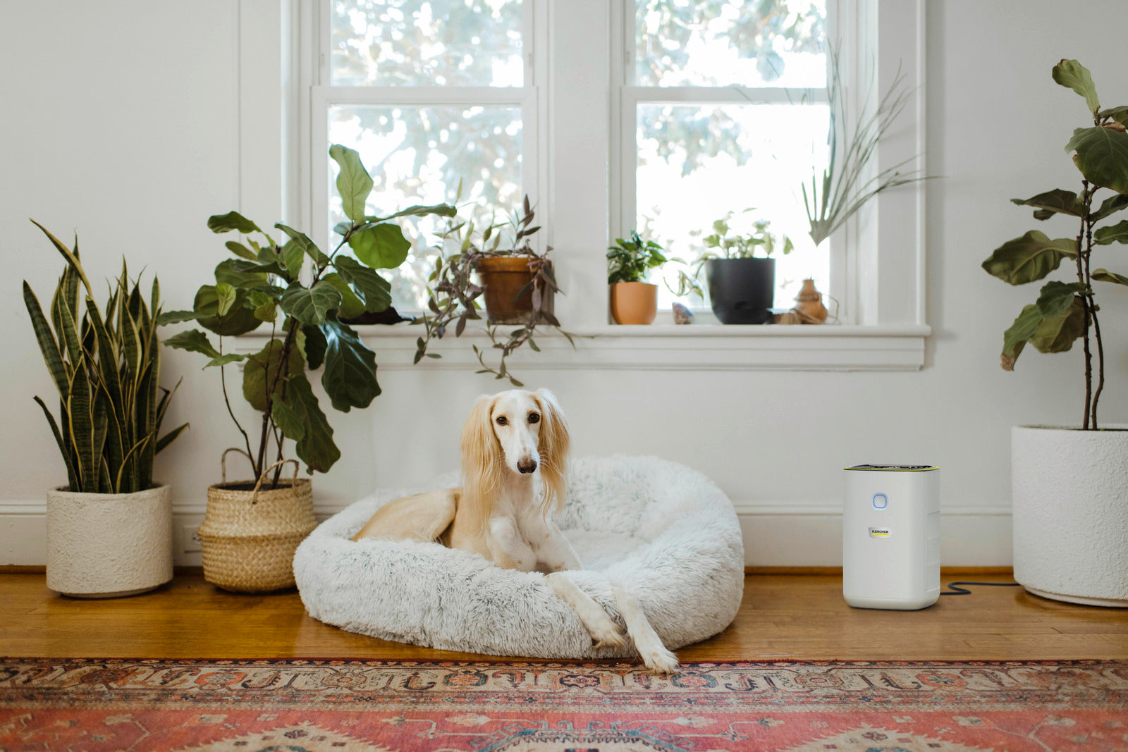Air purifier AF 20